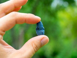 Close-up of a man's hand holding a honeysuckle berry with his fingers. Delicious and healthy berry...
