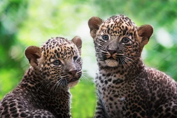 Fotobehang Ceylon leopard (Panthera pardus kotiya) detail portrait © Sangur