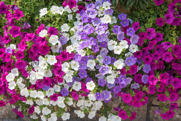 Fototapeta premium decorative flower pot with colorful petunias, at the wooden fence