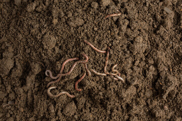 A woman carries a worm in fertile soil from a natural source.