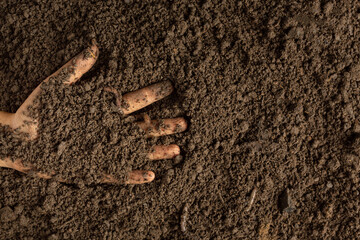 Hand holding black soil for cultivating crops world soil day concept