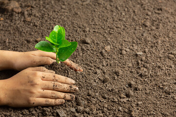 hand planting seedlings in the ground world ozone day concept