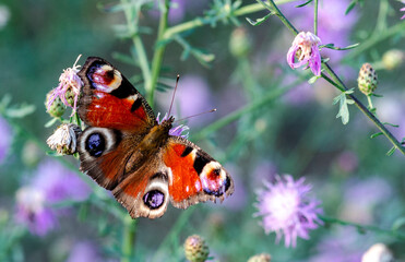 motyl łąka kwiaty makro