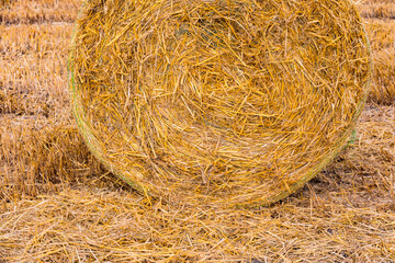 Ein einzelner Strohballen mit vielen Stängeln und Halmen nach der Ernte auf dem Feld
