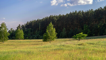 A plain with lonely trees against the backdrop of a pine forest.