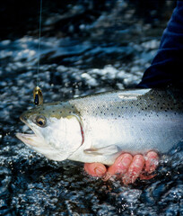A silvery steelhead with a spinner 
