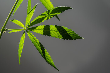 Cannabis leaves on a neutral gray background. Selective focus.