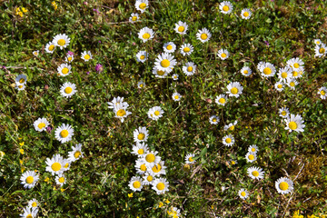 Daisy flowers with green grass usable as a background