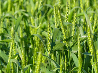 青々と育つ麦畑
