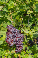 Ripening grapes in Southern Moravia, Czech Republic