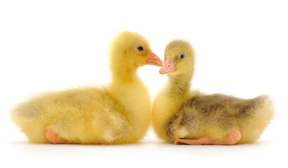 Two little gosling.