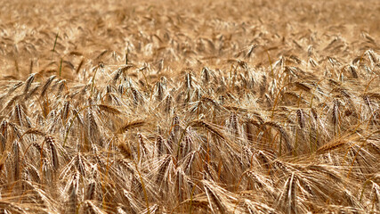 Ripe golden wheat field background image