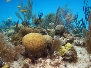 Brain masive corals in the caribbean sea of Colombia in San Andres Island