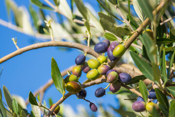 Tuscan olive tree, olives in various stages of ripening, soft focus background