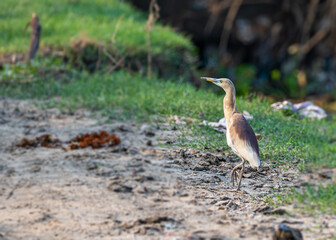 A pond heron strolling at river bank