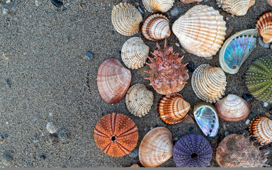 collection of colorful sea urchins and various shells on wet sand beach background, space for your text