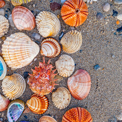 collection of colorful sea urchins and various shells on wet sand beach background, space for your text