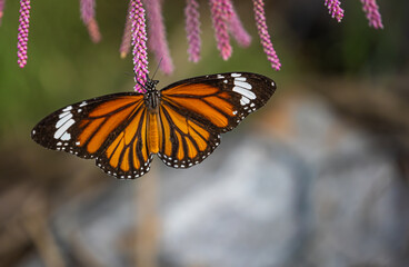 Common Tiger Butterfly with colorful wings