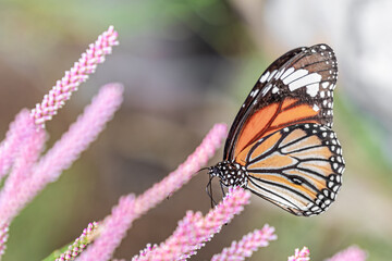 Common Tiger butterfly on a flower