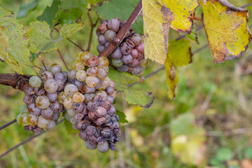 Fototapeta premium white grapes infested with rot and mold
