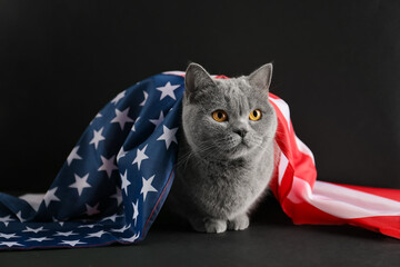 Cat and USA flag on isolation