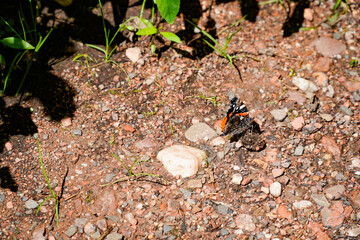 Schmetterling auf Waldboden