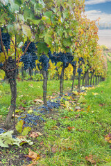 Fototapeta na wymiar Blue grapes Cabernet Moravia in autumn vineyard, Southern Moravia, Czech Republic