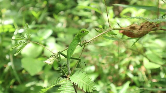 A young oriental garden lizard sitting top of a branch of sensitive plant in a sunny day