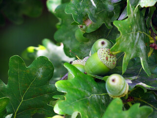 acorns on the tree