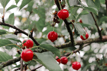 Organic red cherry tree branch after rain. Ripe berry fruit with raindrops, summer time garden background. Selective focus. Beautiful bokeh photo.