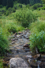 stream in the forest