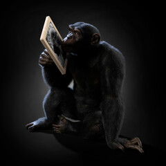 Obraz premium Chimpanzee portrait holding picture of little chimpanzee, black background. 3D illustration
