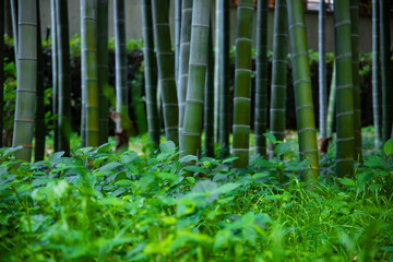 Obraz premium Beautiful bamboo forest at the traditional park daytime