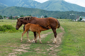 Fototapeta na wymiar The mare feeds the foal