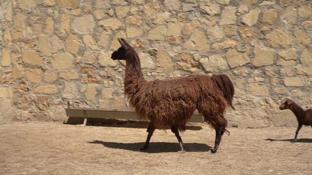 A brown lama takes its cub and two lambs with it. Mammals with long shaggy fur in a zoo. Protection of endangered animal species.