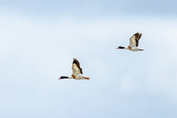 Common Shelduck photographed in Brittany