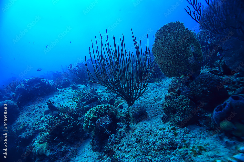 Sticker coral reef underwater landscape, lagoon in the warm sea, view under water ecosystem - Stickers