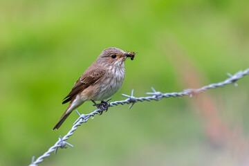 Spotted Flycatcher photographed in Brittany