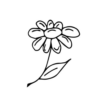 A single element is a flower drawn by hand. Vector black and white doodle illustration for logo, design and postcards.