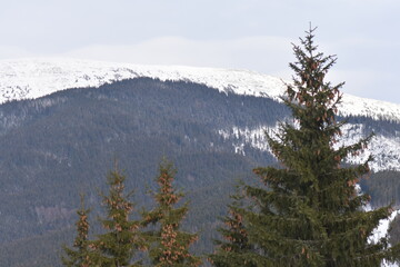snow covered mountains