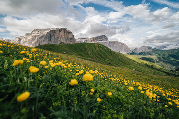 Summer view of Sella group from Sella pass, Dolomites, Italy. Golden flowers on a green alpine meadow, high rocky Sella towers in the background.
