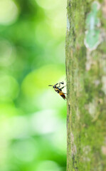Bumblebee on the tree with green and bokeh background. 