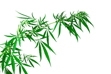 Cannabis branch isolated on white background.