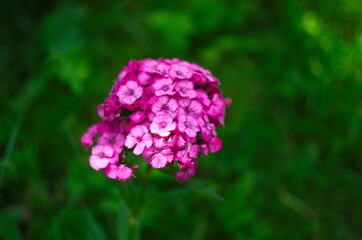 Bearded clove, or Turkish carnation on a natural background. Pink blooming clove flowers, in the garden Selective focus