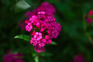 Bearded clove, or Turkish carnation on a natural background. Pink blooming clove flowers, in the garden Selective focus