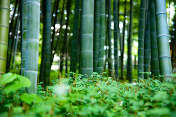 Beautiful bamboo forest at the traditional park daytime long shot