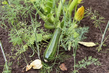 Green zucchini, courgette plant growing outdoors in soil in garden close up. Organic gardening, farming