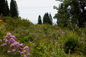 Fototapeta premium flowers in the mountains