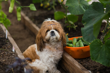Shih tzu Dog is in the greenhouse. Harvest basket of cucumbers.