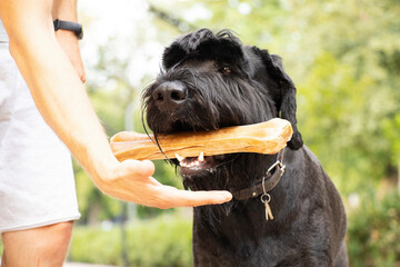 giant schnauzer with a bone in its teeth, dog food, a dog on a walk in a park